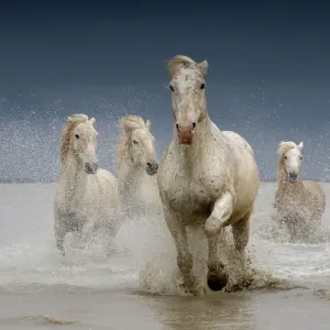 White horses of the Camargue on a stormy day