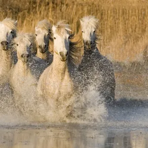 White horses running through water, France