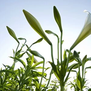 White lilies (Lilium formosanum Wallace) blossoming under blue sky