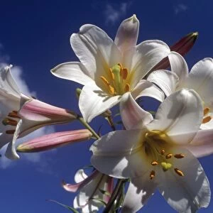 White Lily Flowers Against a Blue Sky