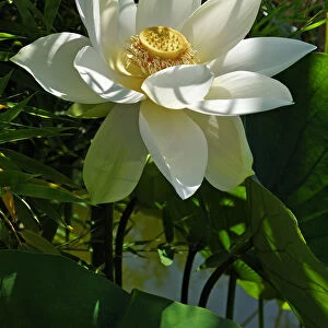 White Lotus Flower -Nelumbo sp. -, Erlangen Botanical Garden, Erlangen, Middle Franconia, Bavaria, Germany