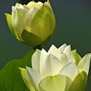 Two White Lotus Flowers -Nelumbo sp. -, Erlangen Botanical Garden, Erlangen, Middle Franconia, Bavaria, Germany