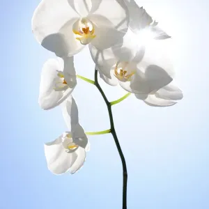 White Orchid Print in Sunlight White Orchid Print in Sunlight