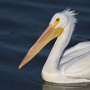 White Pelican Portrait