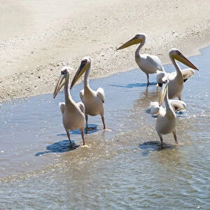 White Pelicans -Pelecanus onocrotalus- in Walvis Bay, Namibia