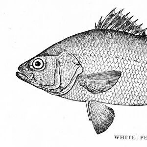 White Perch engraving 1898