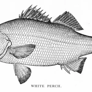 White Perch engraving 1898 White Perch engraving 1898