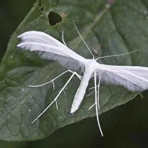 White Plume Moth -Pterophorus pentadactyla-, Haren, Emsland region, Lower Saxony, Germany, Europe