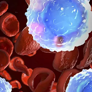 White and red blood cells, illustration
