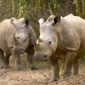 White Rhinocerous, Ndumu Game Reserve, RSA White Rhinocerous, Ndumu Game Reserve, RSA