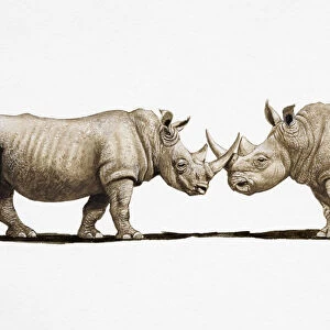 Two White Rhinos (Ceratotherium simum) clashing horns, side view