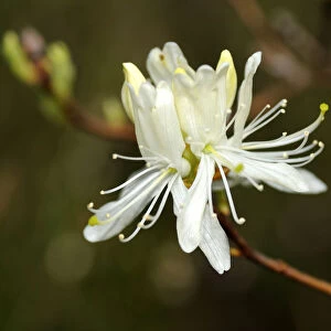 White Rhodora (Rhododendron canadense Alba)