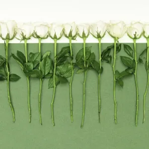 White roses in a row White roses in a row