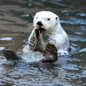 White Sea Otter