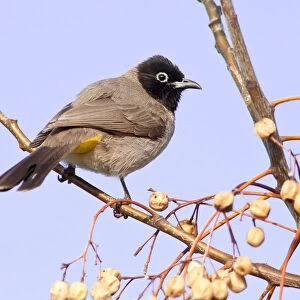 White-spectacled Bulbul or Yellow-vented Bulbul -Pycnonotus xanthopygos- on a branch, Antalya, Turkey