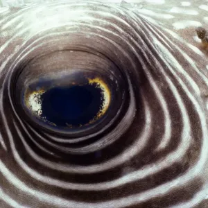 White-spotted pufferfish (Arothron hispidus), close-up of eye White-spotted pufferfish (Arothron hispidus), close-up of eye