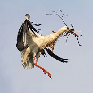 White Stork -Ciconia ciconia- approaching to land with nesting material, North Hesse, Hesse, Germany