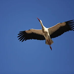 White Stork -Ciconia ciconia- in flight, Exdremadura, Spain, Europe