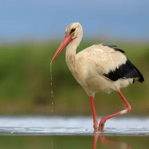 White Stork (Ciconia ciconia) foraging, Kiskunsag National Park, Hungary
