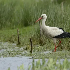 White Stork Print - Ciconia ciconia, Hude, Lower Saxony
