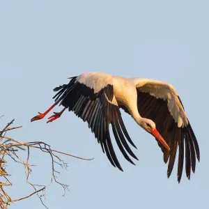 White Stork Print: Taking Off from the Nest