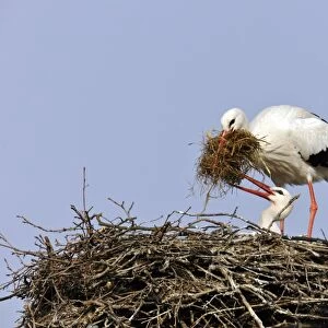 White Storks -Ciconia ciconia- cleaning their nest