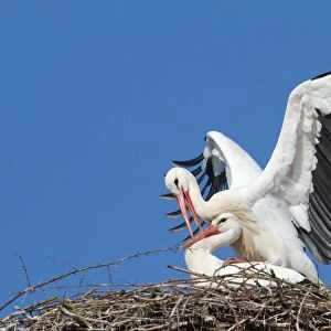 Two white storks -Ciconia ciconia-, mating in the nest, Hesse, Germany