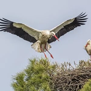 White storks -Ciconia ciconia- on the nest, Extremadura, Spain