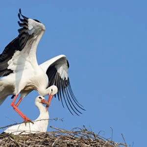 White Storks -Ciconia ciconia-, stork couple mating, North Hesse, Hesse, Germany
