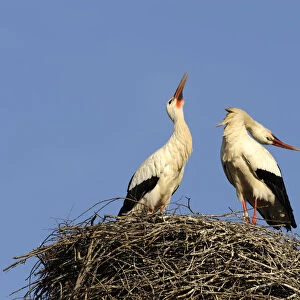 White storks -Ciconia ciconia-, welcoming at the nest