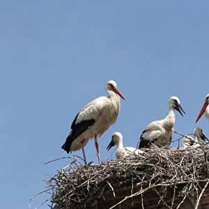 White Storks -Ciconia ciconia- with young at the nest, Allgaeu, Bavaria, Germany, Europe