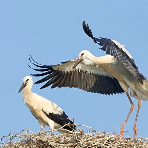 White Storks -Ciconia ciconia-, two young storks on a nest during flight exercises, North Hesse, Hesse, Germany