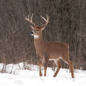 White-tailed buck deer