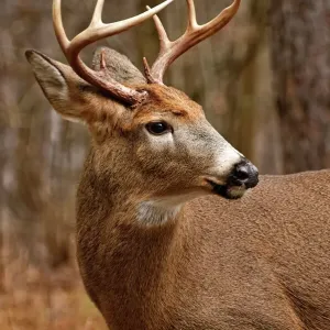 Nature And Wildlife Prints: Michael Cummings
