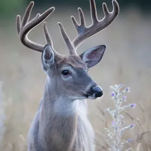 White-tailed deer buck closeup on an early morning with velvet antlers in summer in Canada White-tailed deer buck closeup on an early morning with velvet antlers in summer in Canada