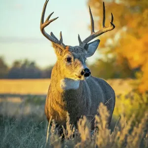 White-tailed Deer (Odocoileus virginianus) buck, Eastern Plains