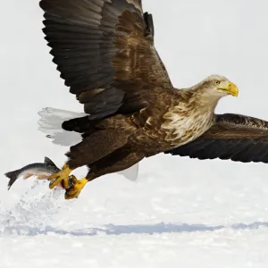 White-tailed Eagle (Haliaeetus albicilla)