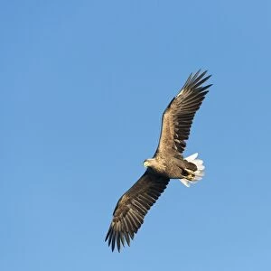 White-tailed Eagle or Sea Eagle -Haliaeetus albicilla-, in flight, Mecklenburg Lake District, Mecklenburg-Western Pomerania, Germany