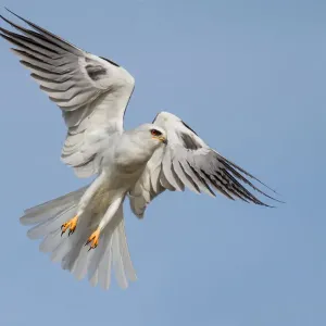 White tailed kite White tailed kite