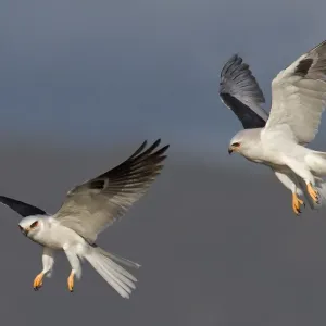 White-tailed Kite White-tailed Kite