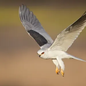 White-tailed Kite White-tailed Kite