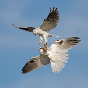 White-tailed Kite food exchange White-tailed Kite food exchange