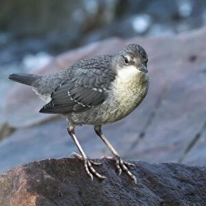White-throated Dipper (Cinclus cinclus), young bird, sitting on stone, Hesse, Germany