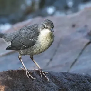White-throated Dipper Young Bird Print White-throated Dipper Young Bird Print