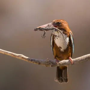 White-throated Kingfisher Print with Gecko in Beak White-throated Kingfisher Print with Gecko in Beak