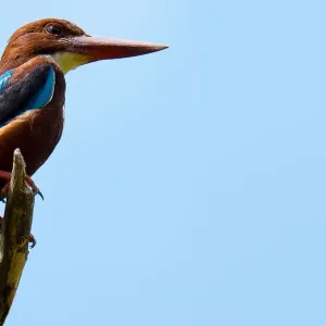 White-throated Kingfisher Print, a branch in the wild White-throated Kingfisher Print, a branch in the wild