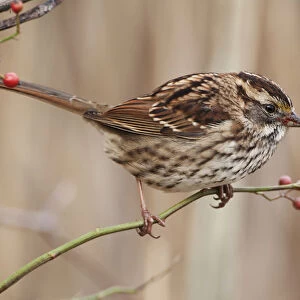 White-throated sparrow in fall
