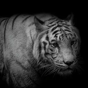 White Tiger Portrait Monochrome