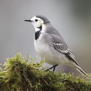 White wagtail (Motacilla alba), standing on a branch of tree with lichens. Spain, Europe