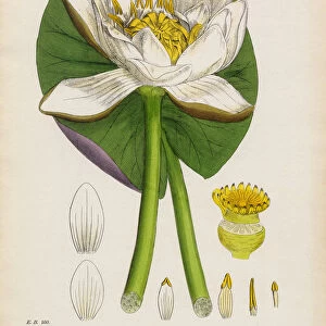 White Waterlily, Nymphaea alba, Victorian Botanical Illustration, 1863